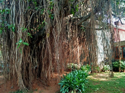 Banyan/fig