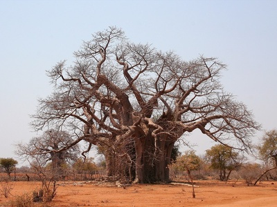 Baobab