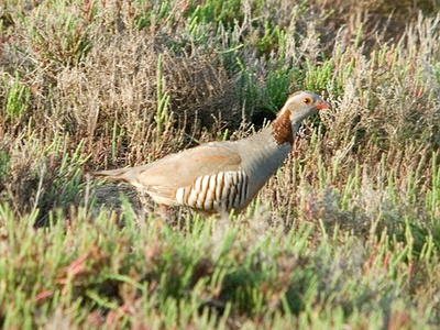 Barbary Partridge