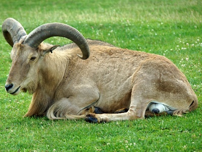 Barbary sheep