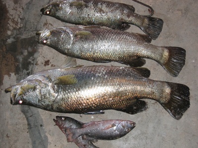 Barramundi