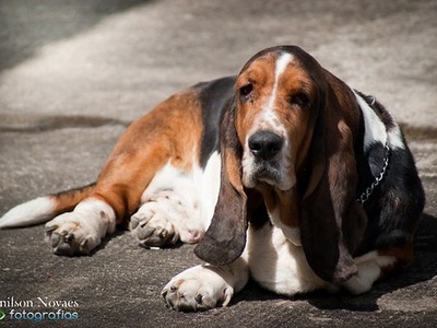 Basset Hound