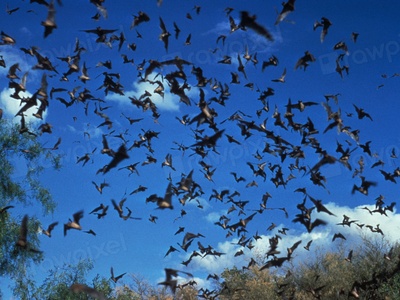 Bats (rabies risk)