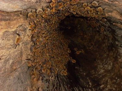 Bats (representative: big brown bat)