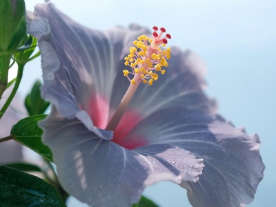Beach hibiscus