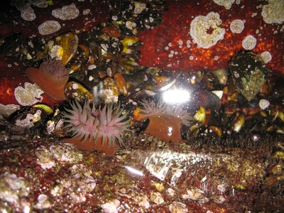Beadlet anemone