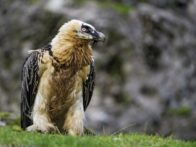 Bearded vulture