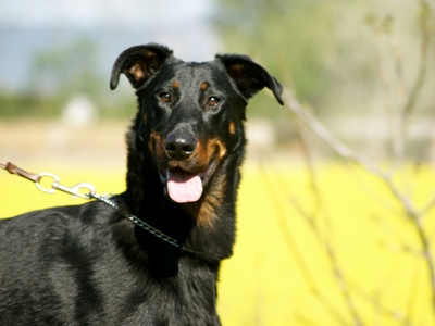 Beauceron