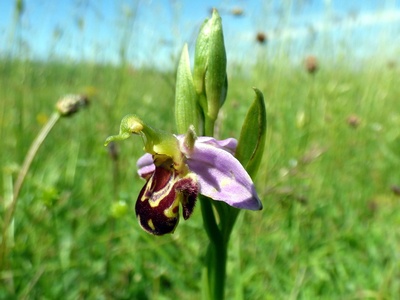 Bee orchid