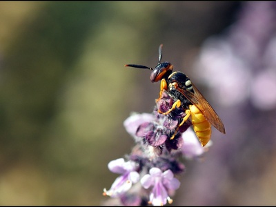 Bees and wasps