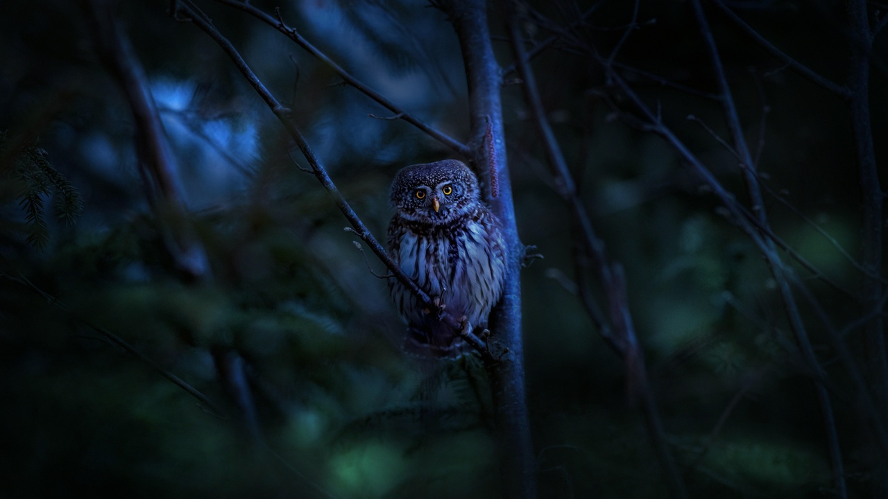 An owl hunting under moonlight contrasted with a hawk soaring over open fields during the day.