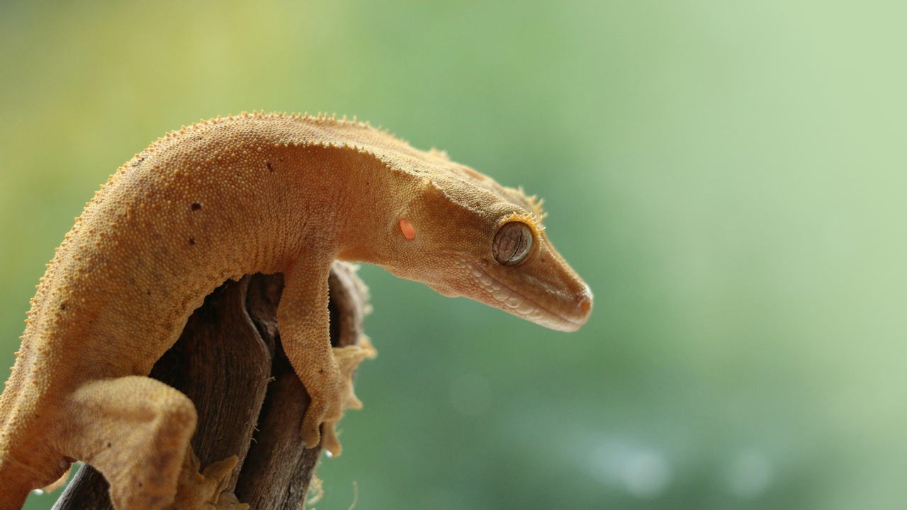 gecko hunting on a wall at night