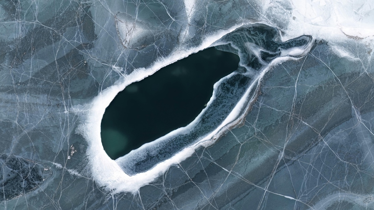A pod of narwhals swimming near Arctic fjord ice