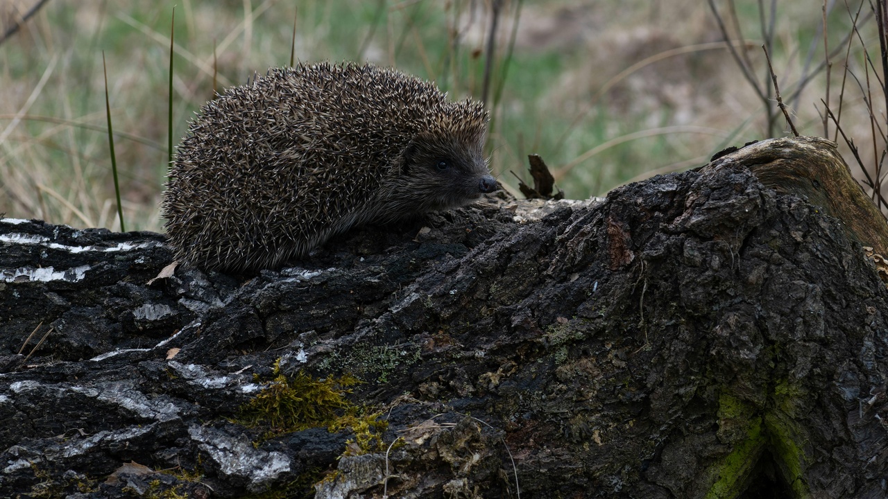 Nocturnal hedgehog sniffing while foraging at night