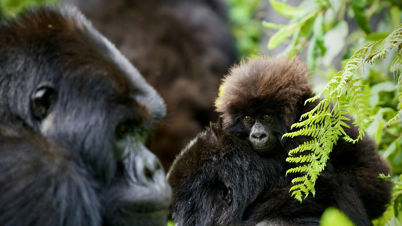 A gorilla family group resting together, with a silverback watching.