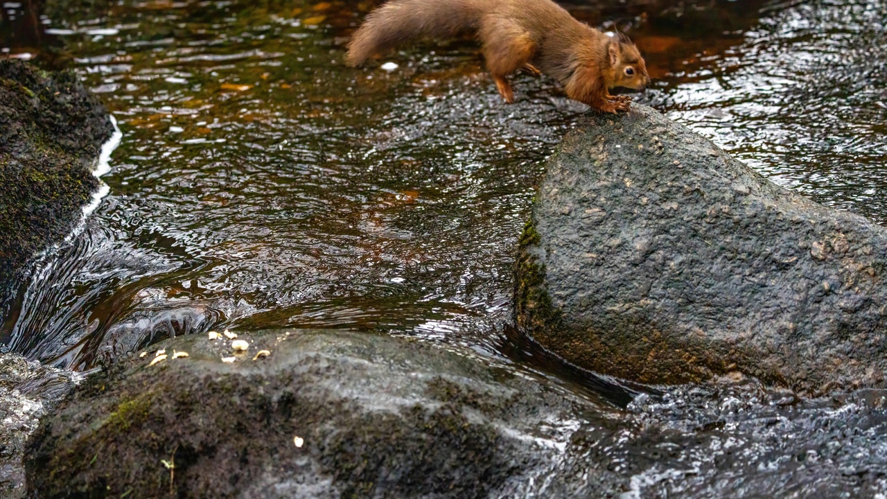 Mink catching fish and a weasel hunting a rodent: different diets and roles