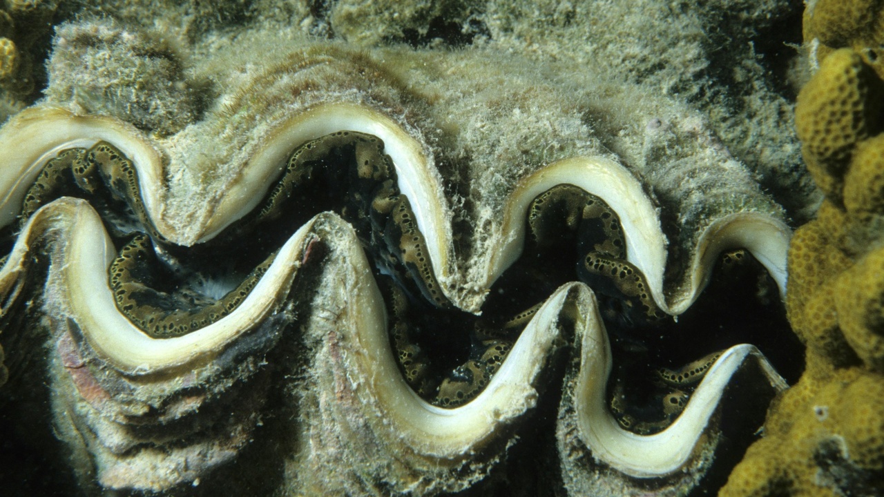 Clam partially buried in sandy sediment with siphons extended.
