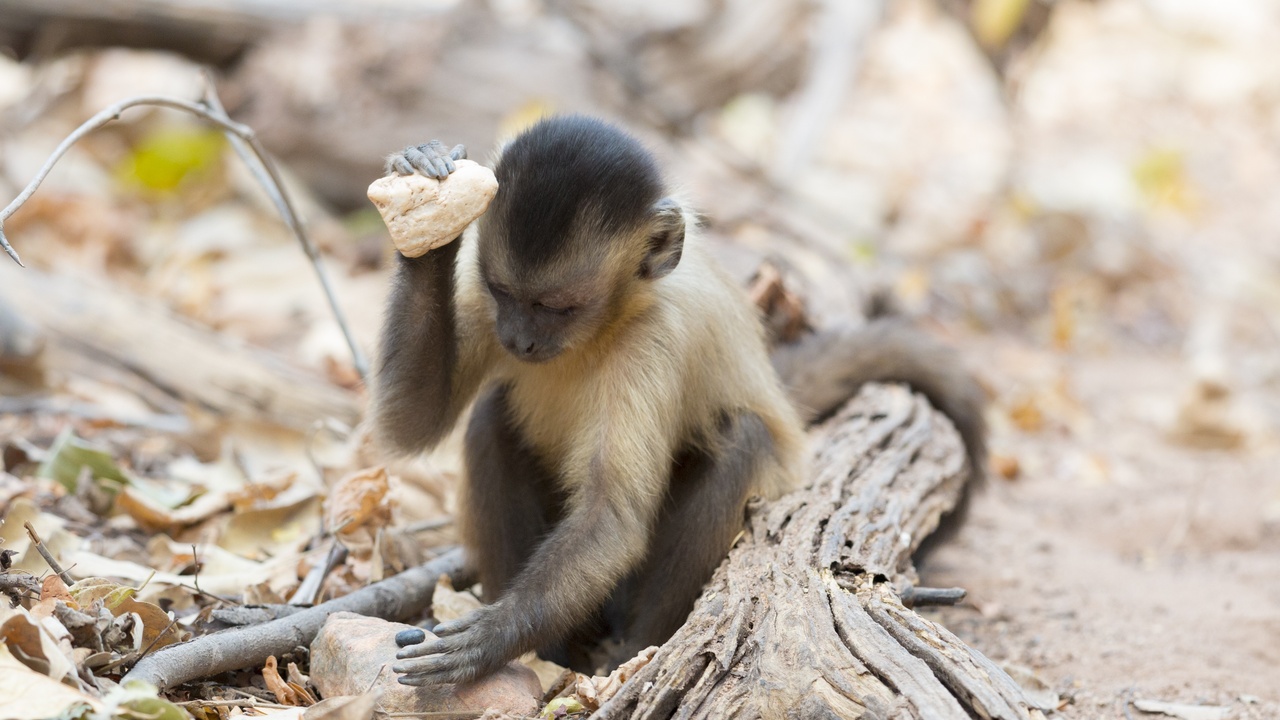Capuchin using a stone tool while foraging