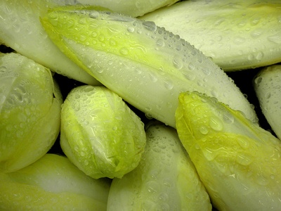 Belgian Endive