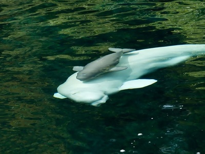 Beluga