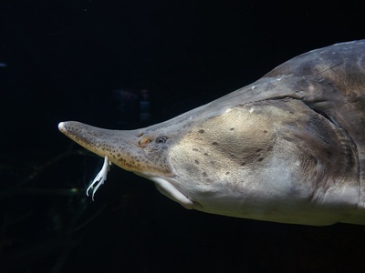 Beluga sturgeon