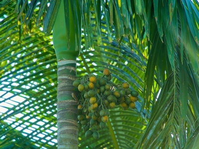 Betel nut palm