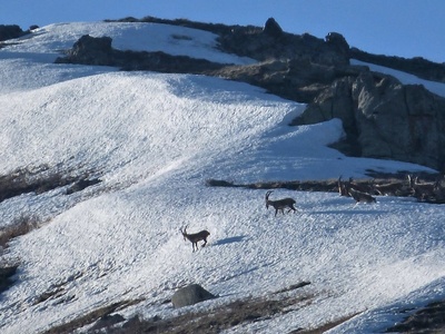 Bezoar ibex (Wild goat)