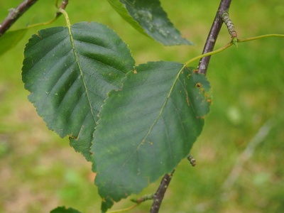 Bhojpatra (Himalayan birch)