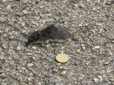 Bicolored white-toothed shrew