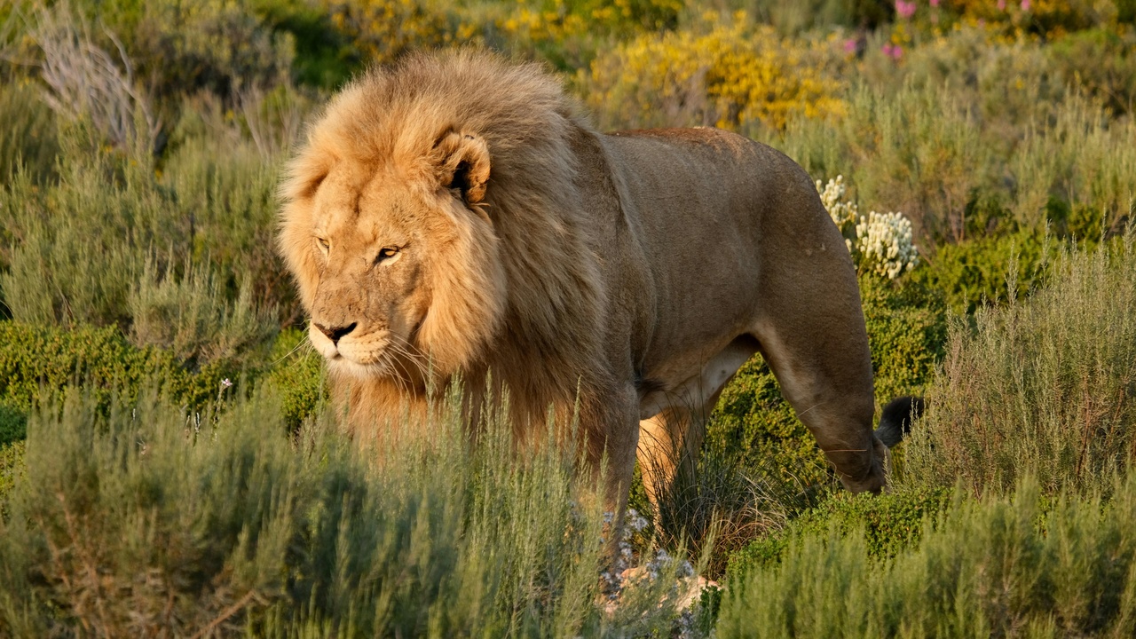Lionesses coordinating an ambush while spotted hyenas watch nearby