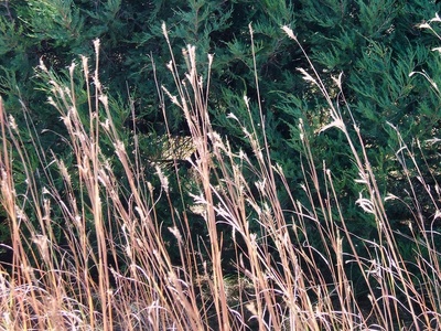 Big bluestem