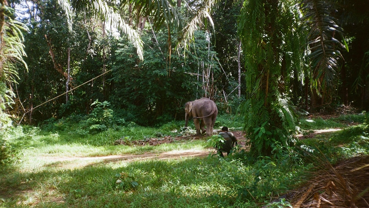 Jaguar and orangutan habitats representing big rainforest mammals