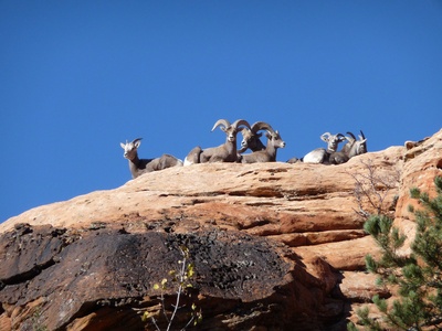 Bighorn sheep