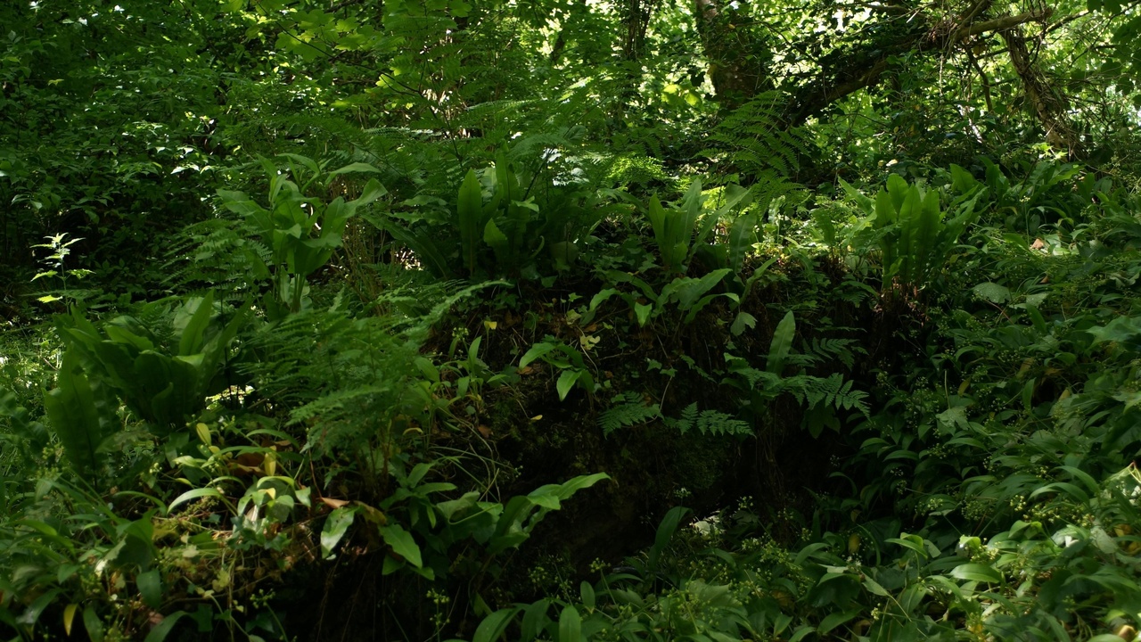 Diverse forest habitat with birds and pollinators among native trees