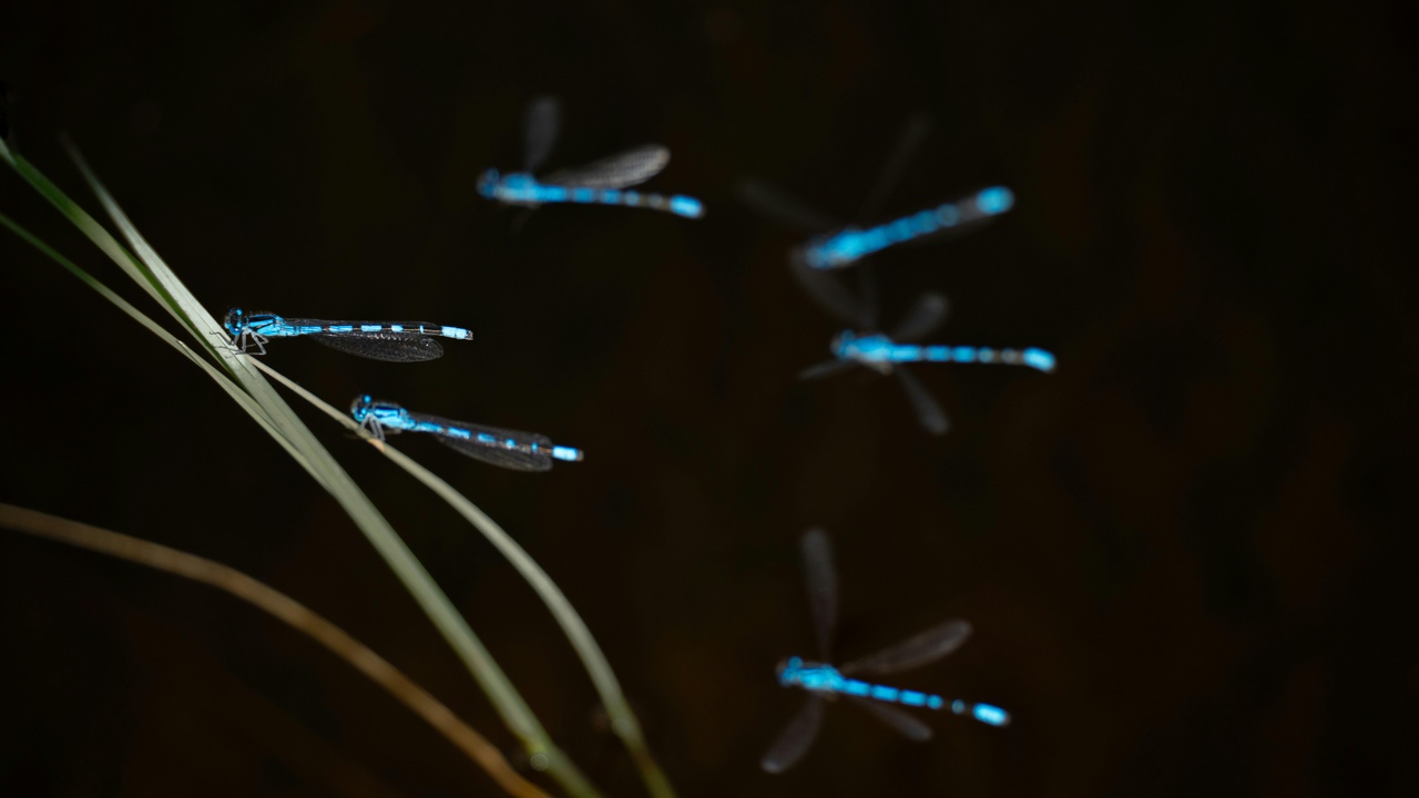 Close-up of firefly bioluminescence and flash pattern