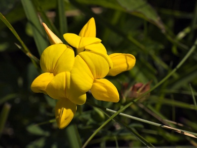 Bird's-foot trefoil