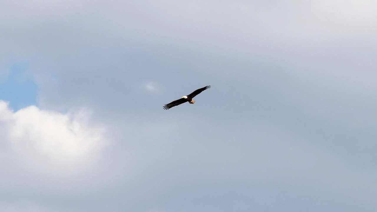 Migratory birds in flight over a coastal wetland