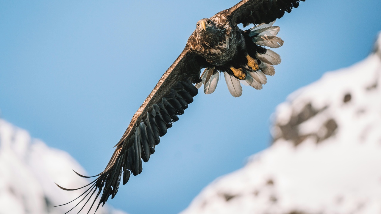 Seabirds and raptors of Norway: puffins on cliffs and a soaring white-tailed eagle.