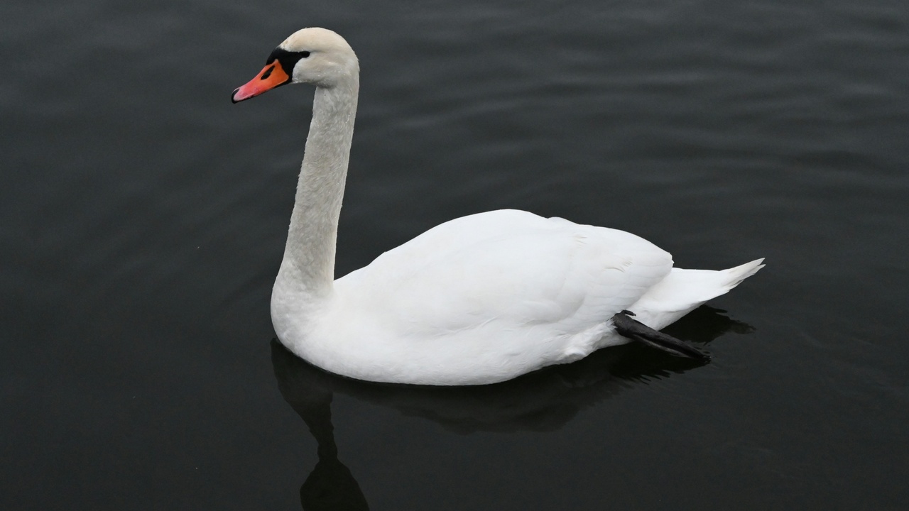 Whooper swans and other waterbirds at a Swedish wetland