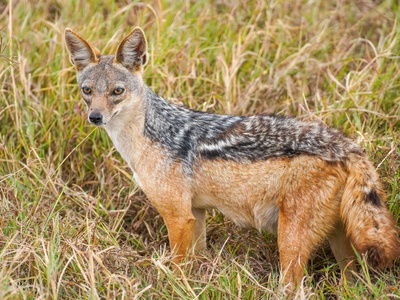 Black-backed jackal
