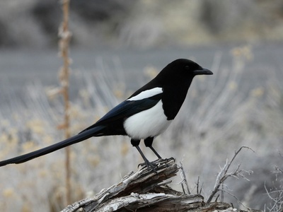 Black-billed magpie
