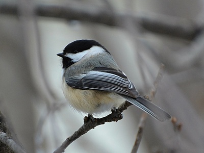Black-capped chickadee