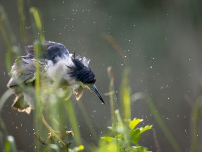 Black-crowned Night-Heron