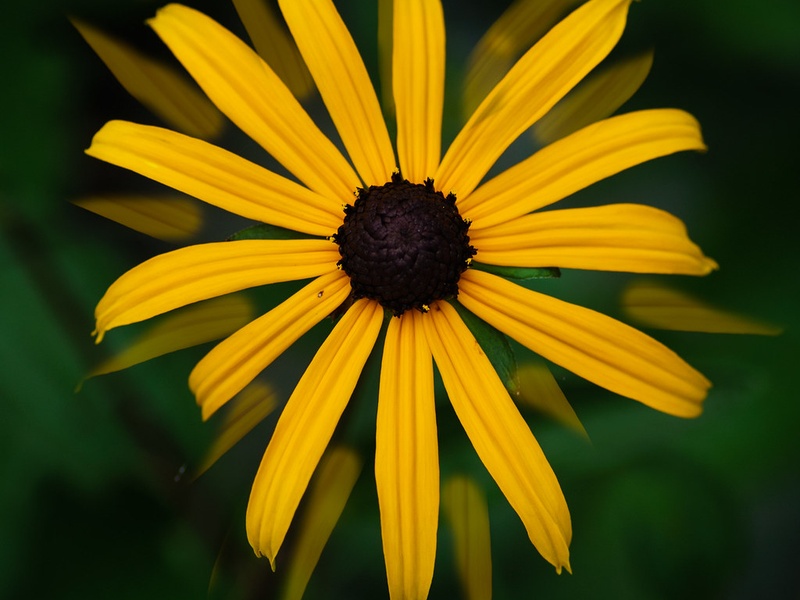 Wild Flower Example List of Wildflower Examples - Flora Fauna Fun