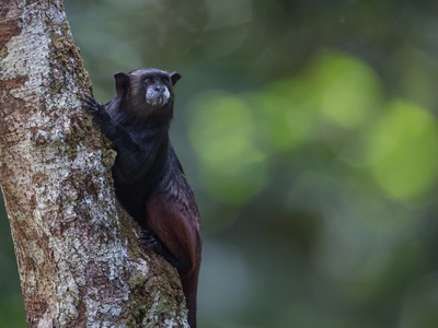 Black-mantled Tamarin