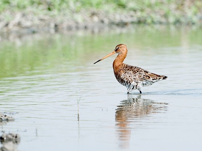 Black-tailed godwit
