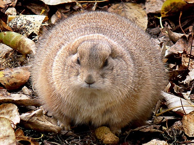Black-tailed prairie dog