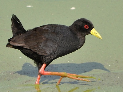 Black crake