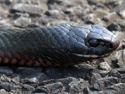 Black desert cobra