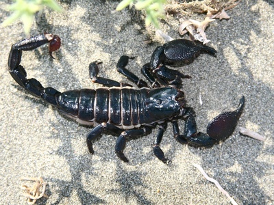 Black fat-tailed scorpion